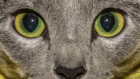 Can Cats See Colour?