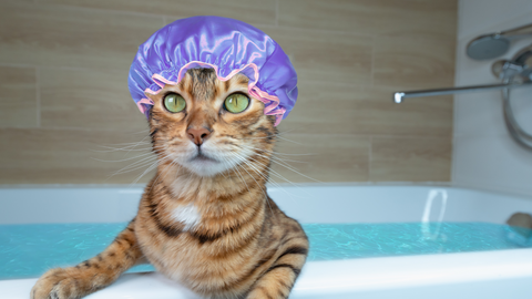 Cat Dandruff: Causes and Tips to Treat it