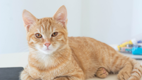 Harmful Substances and Poisonous Foods for Cats
